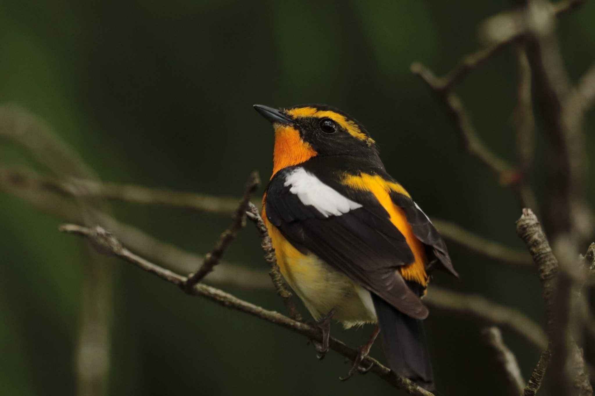 Narcissus Flycatcher