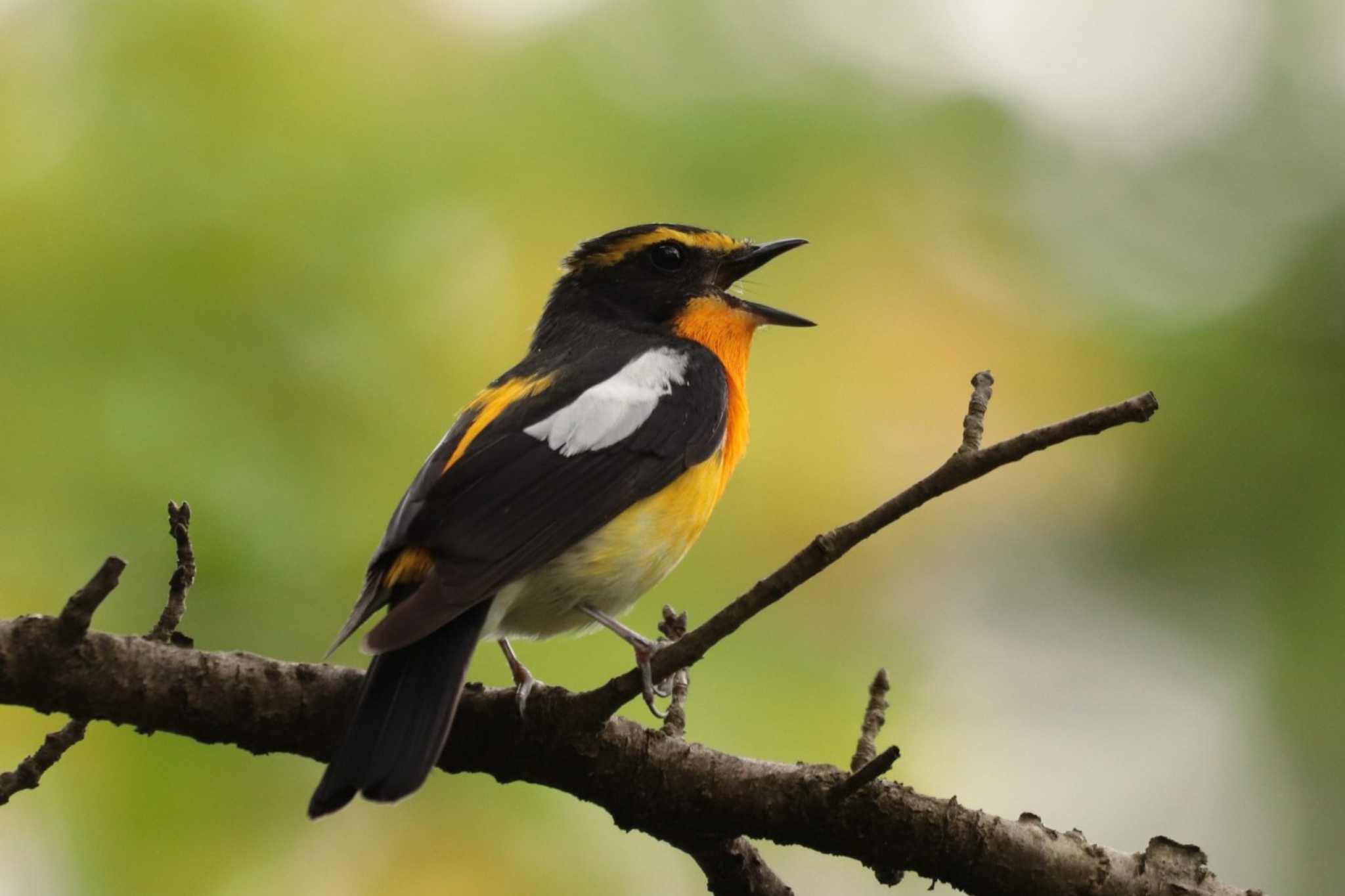 Narcissus Flycatcher