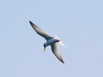 2023年5月18日(木) 多摩川二ヶ領宿河原堰の野鳥観察記録