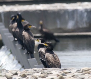 カワウ 多摩川二ヶ領宿河原堰 2023年5月18日(木)