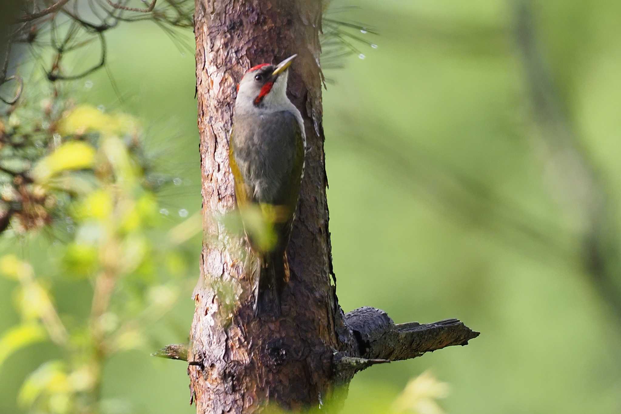 Japanese Green Woodpecker