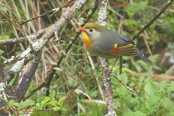 2023年5月20日(土) 大蔵高丸の野鳥観察記録