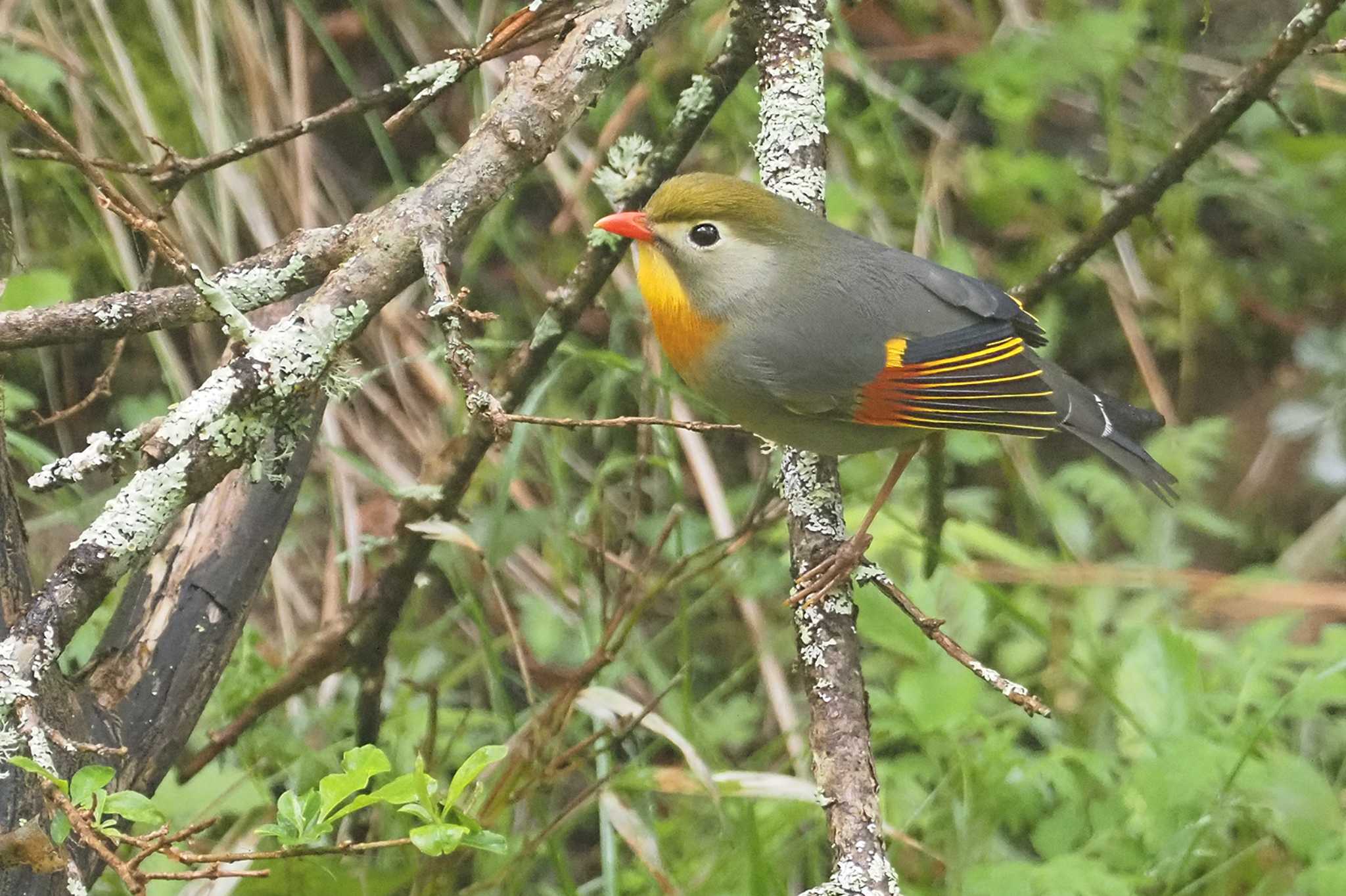 ソウシチョウ