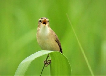 Black-browed Reed Warbler Watarase Yusuichi (Wetland) Sun, 5/21/2023