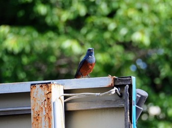 Blue Rock Thrush Unknown Spots Sun, 5/21/2023