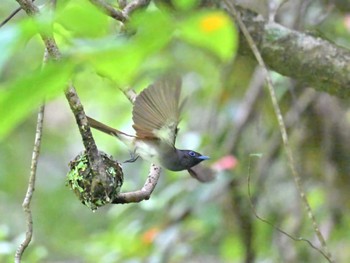 Black Paradise Flycatcher 市原市 Sun, 5/21/2023