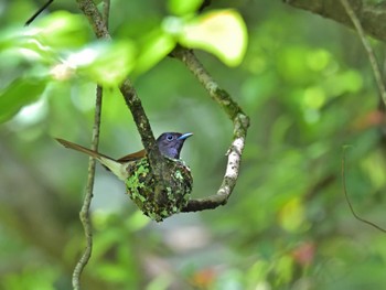 Black Paradise Flycatcher 市原市 Sun, 5/21/2023