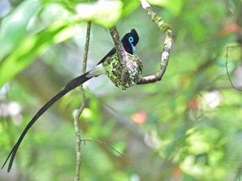 Black Paradise Flycatcher 市原市 Sun, 5/21/2023