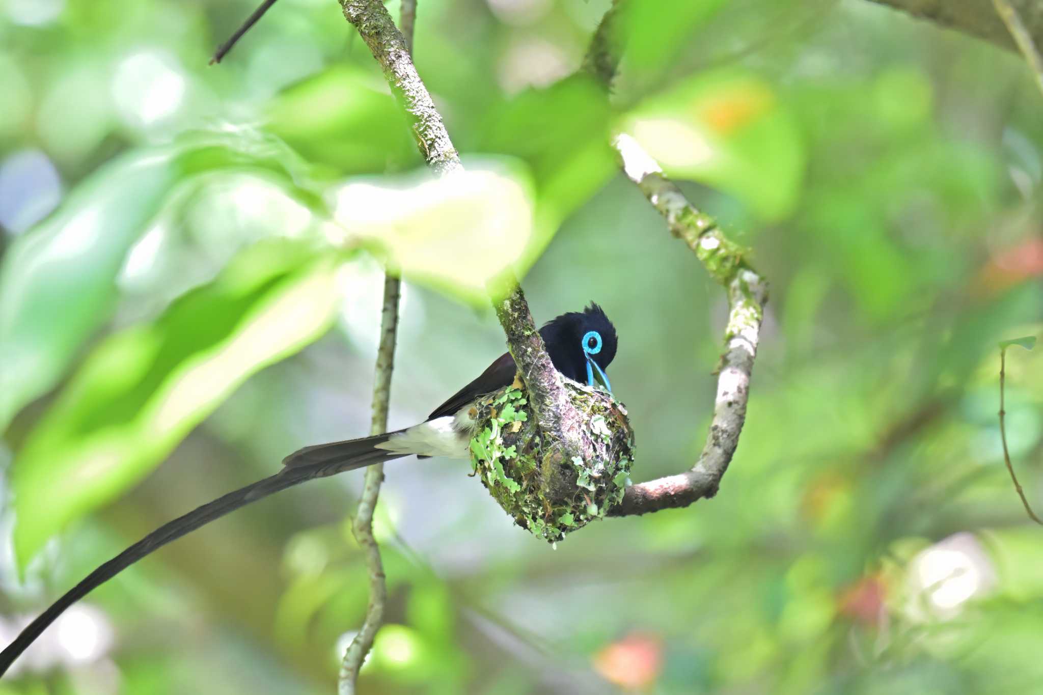 Photo of Black Paradise Flycatcher at 市原市 by birds@hide3