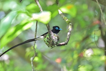 Black Paradise Flycatcher 市原市 Sun, 5/21/2023