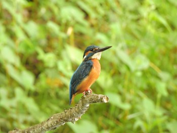 2023年5月21日(日) 舞岡公園の野鳥観察記録