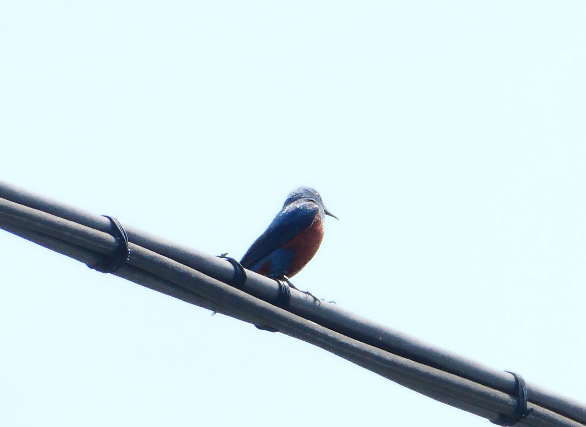 Blue Rock Thrush