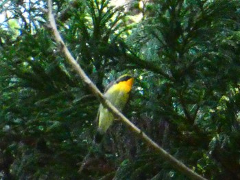 Sun, 5/21/2023 Birding report at Moritogawa