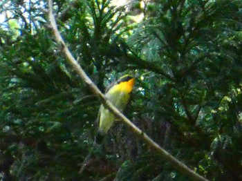 2023年5月21日(日) 森戸川源流の野鳥観察記録