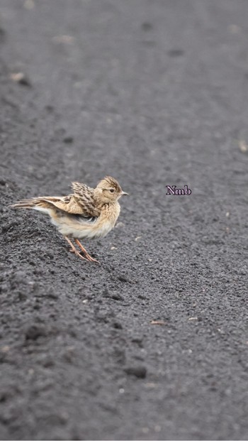 Eurasian Skylark Unknown Spots Unknown Date