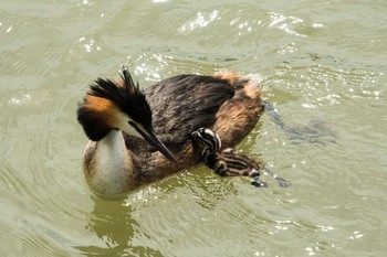 カンムリカイツブリ 場所が不明 2018年6月30日(土)