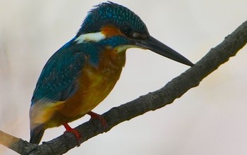 カワセミ 佐竹公園(大阪府吹田市) 2023年5月21日(日)