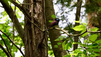 Black Paradise Flycatcher Arima Fuji Park Sun, 5/21/2023