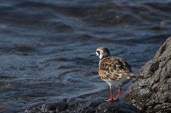 キョウジョシギ 見島 2023年5月2日(火)