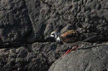 Ruddy Turnstone Mishima Island Tue, 5/2/2023