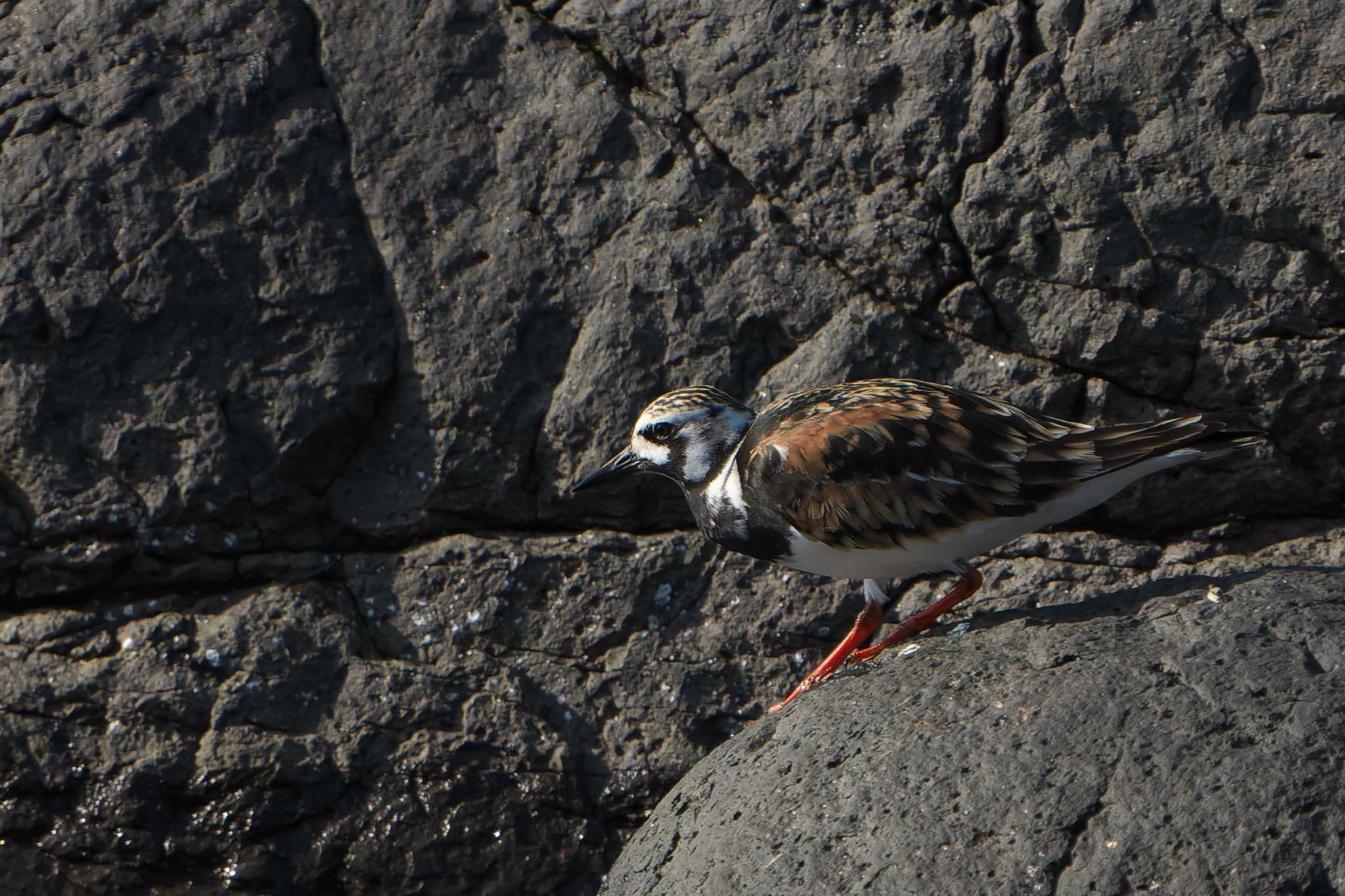 Ruddy Turnstone