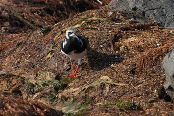 キョウジョシギ 見島 2023年5月2日(火)