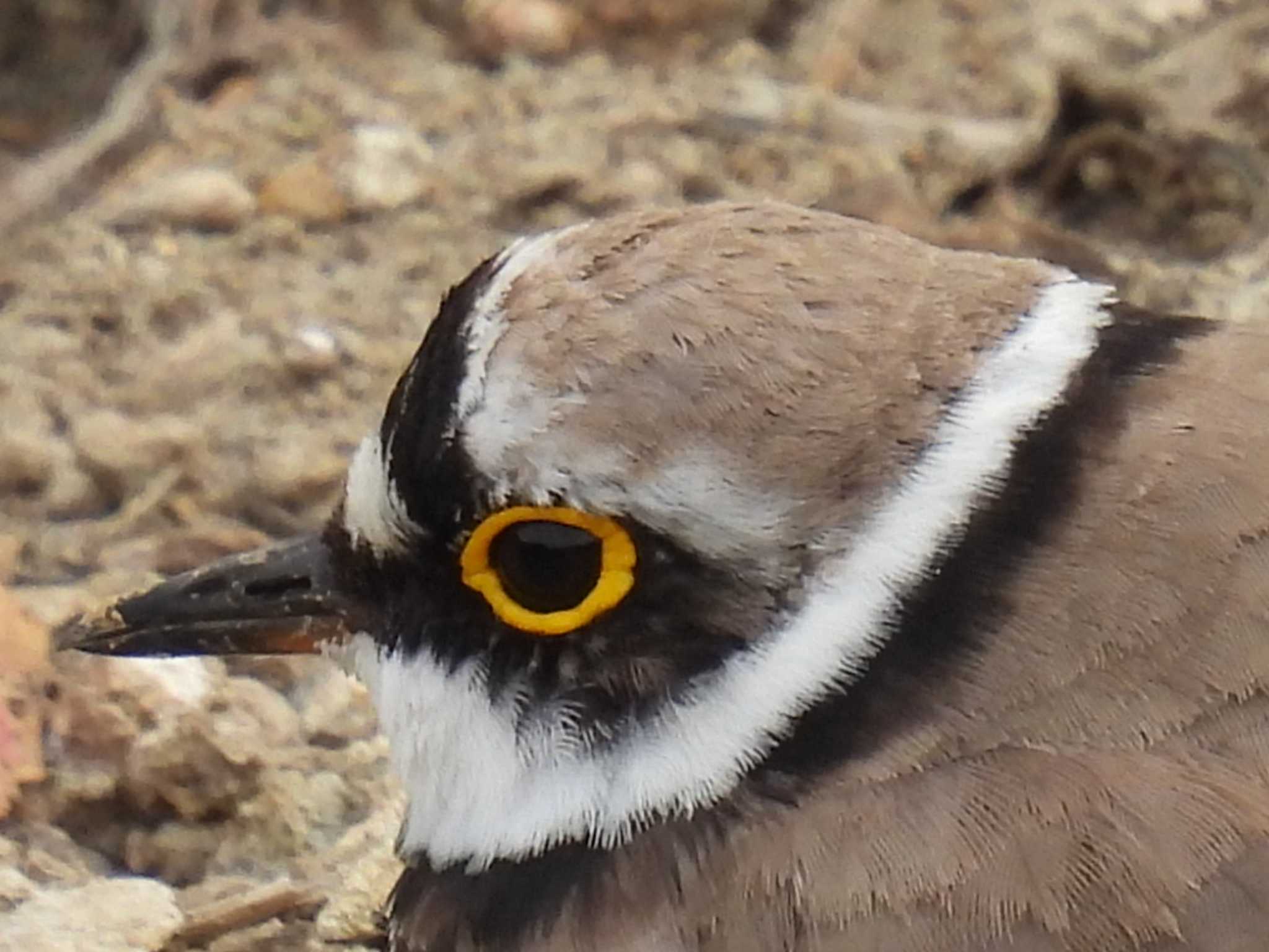 Little Ringed Plover