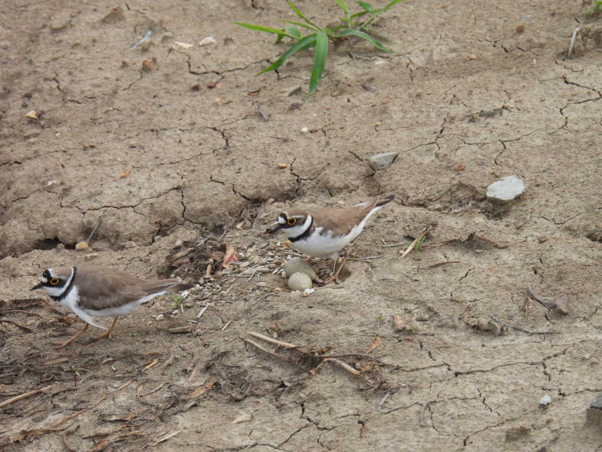 Little Ringed Plover