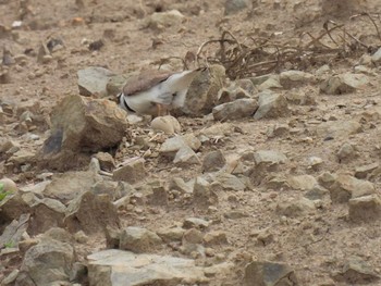 Little Ringed Plover 横須賀 Sun, 5/21/2023