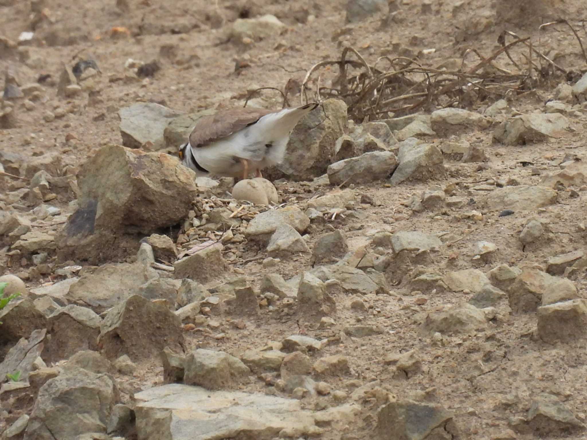 Photo of Little Ringed Plover at 横須賀 by カズー