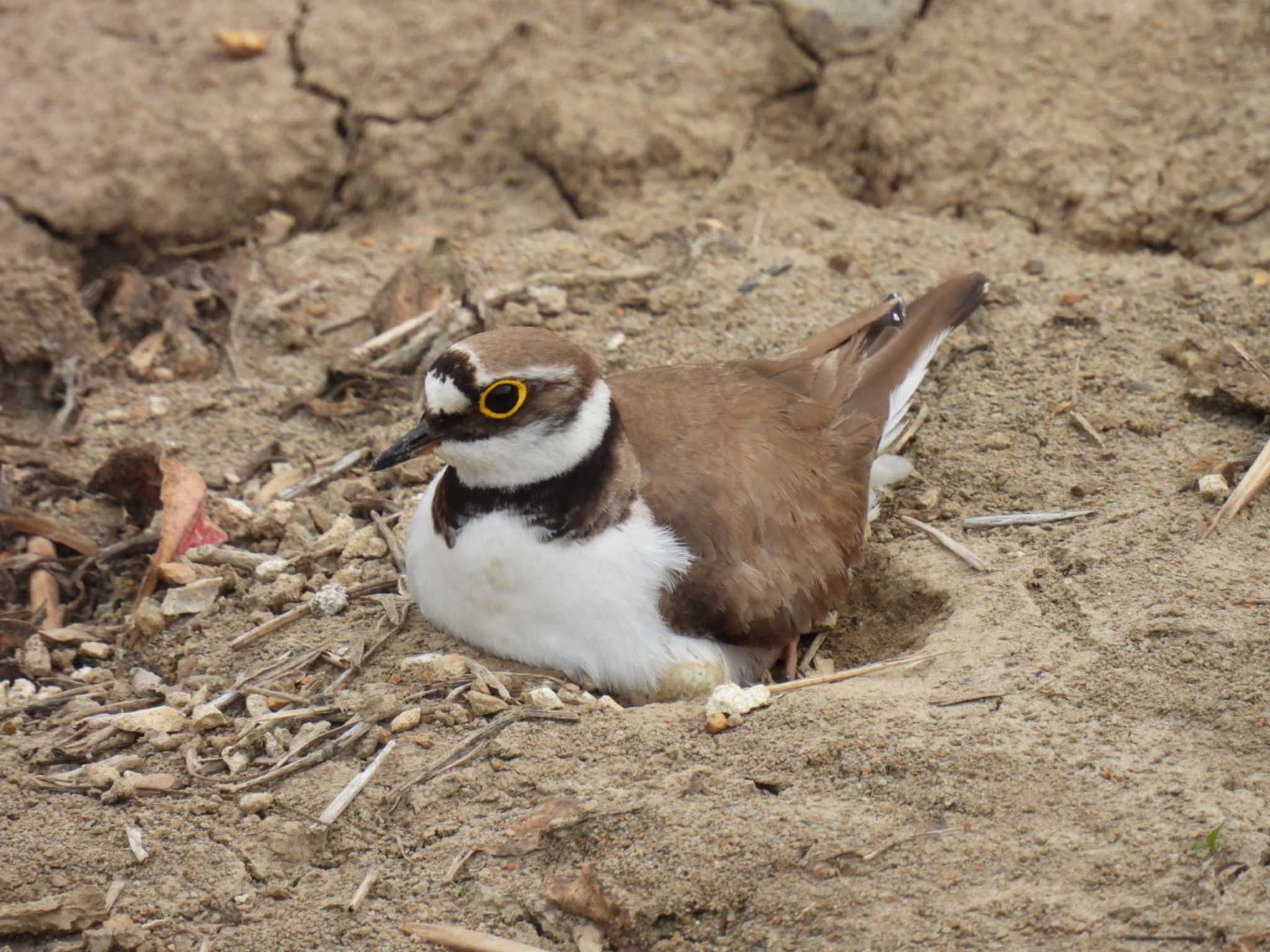 Little Ringed Plover