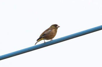 Grey-capped Greenfinch 自宅前 Sun, 5/21/2023