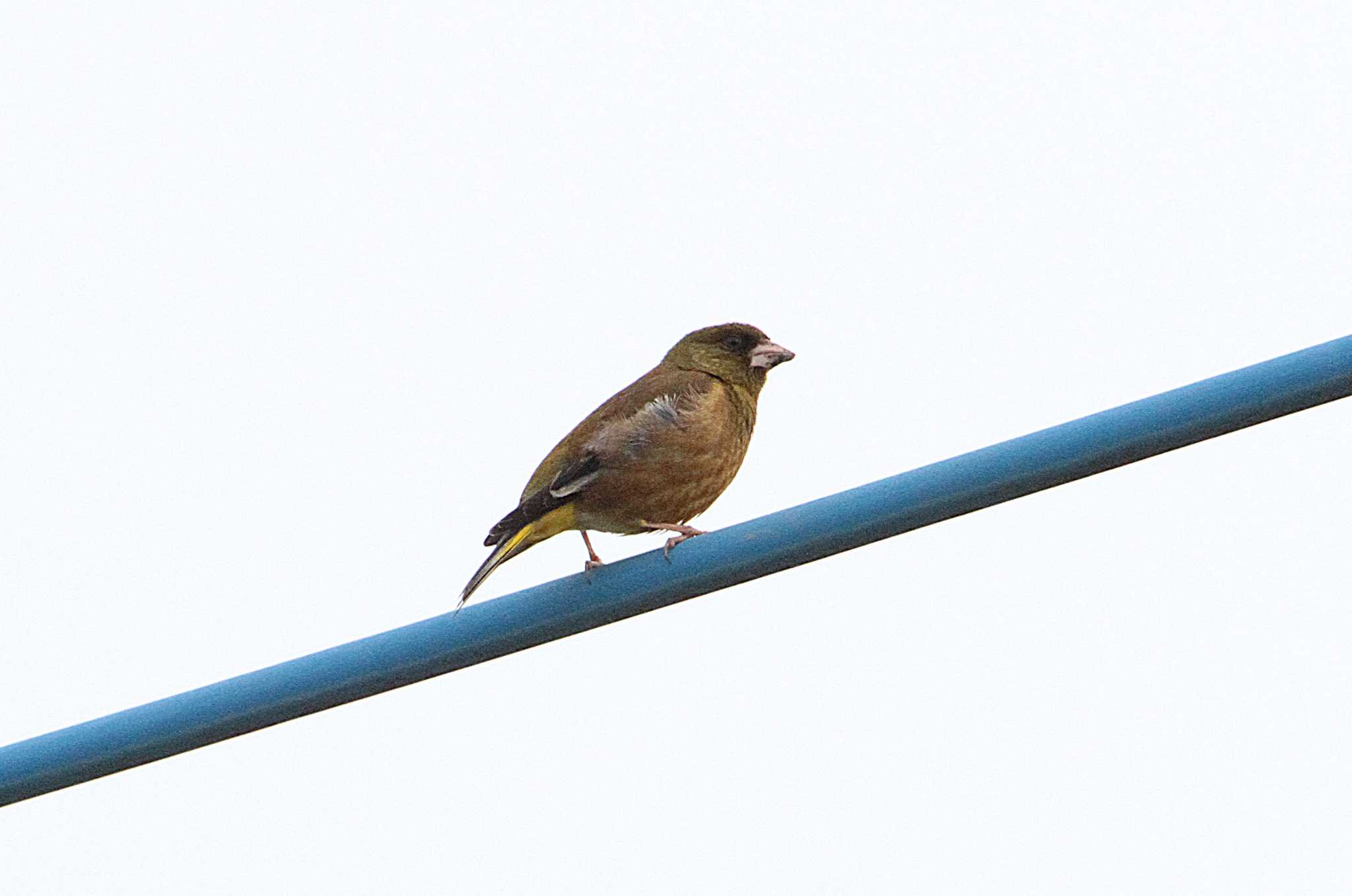 Photo of Grey-capped Greenfinch at 自宅前 by Simo