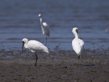 クロツラヘラサギ 大授搦(東与賀干潟) 2023年5月21日(日)