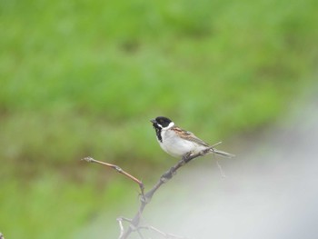 Common Reed Bunting 豊平川 Sun, 5/21/2023