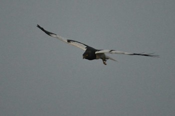 Pied Harrier Nong Bong Khai Non-hunting Area Sun, 2/19/2023