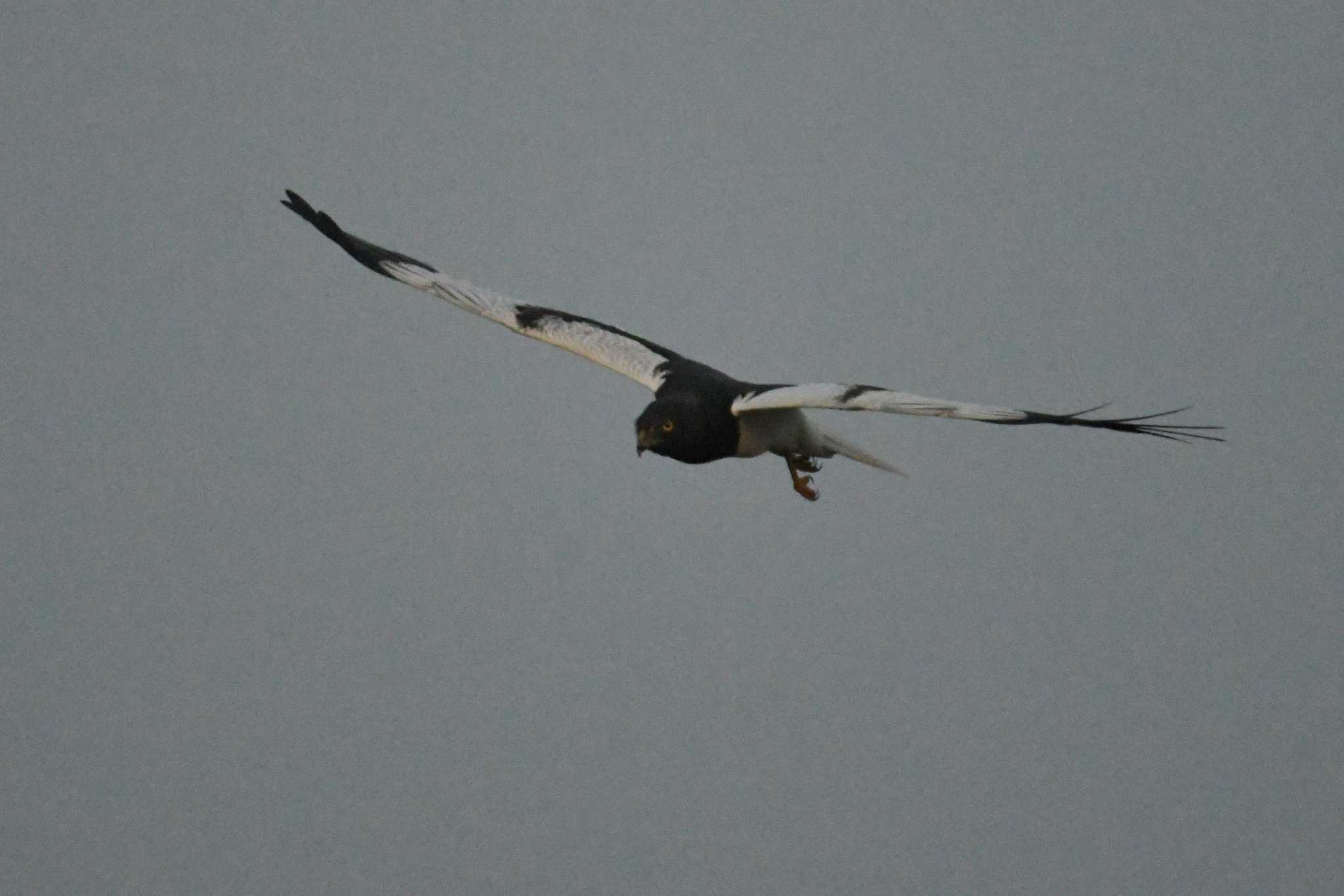 Photo of Pied Harrier at Nong Bong Khai Non-hunting Area by あひる