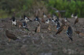 Pied Harrier Nong Bong Khai Non-hunting Area Sun, 2/19/2023