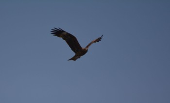 Black Kite 近江八幡 Sun, 5/21/2023