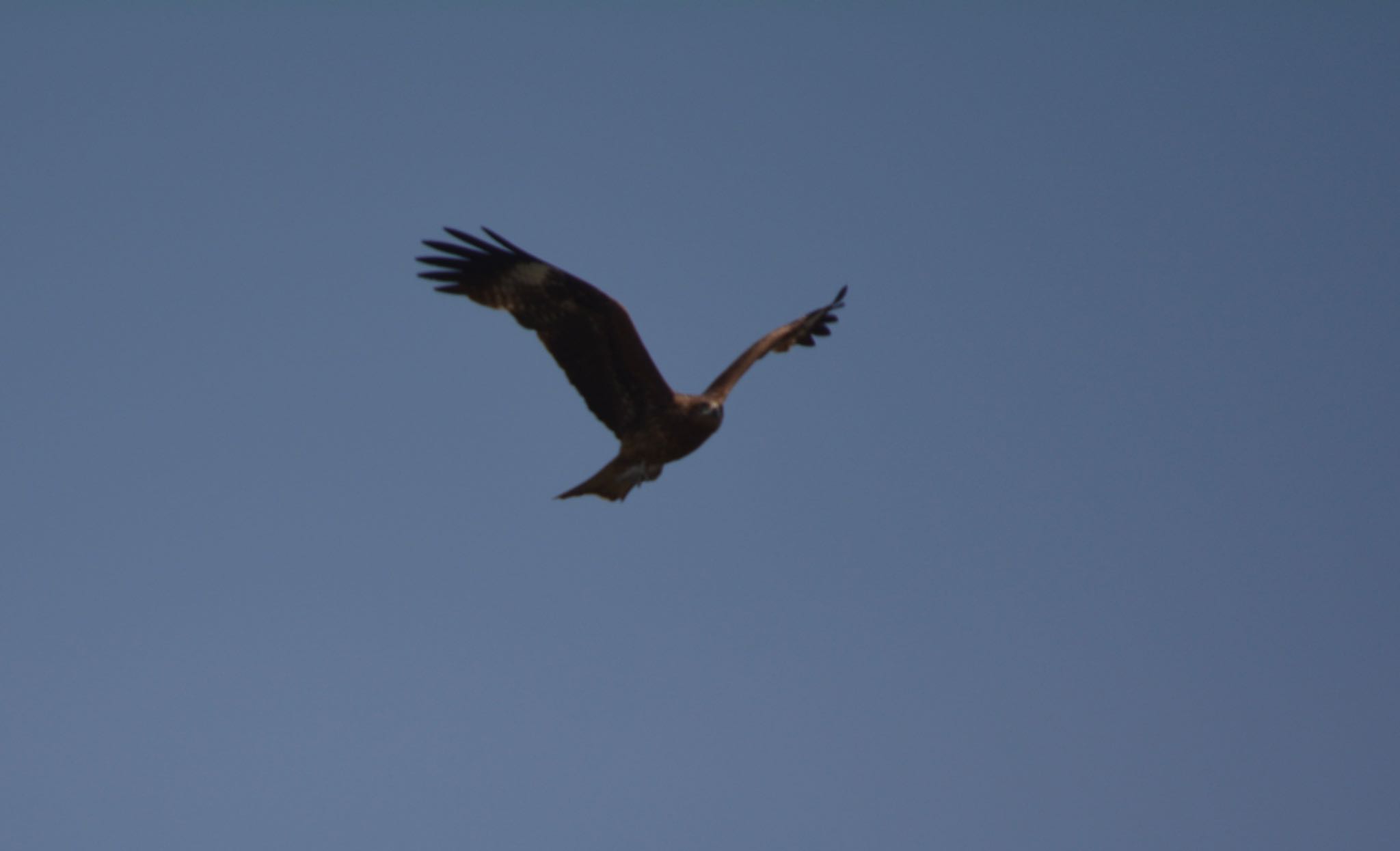 Photo of Black Kite at 近江八幡 by noel