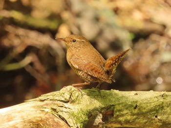 Sun, 5/21/2023 Birding report at Karuizawa wild bird forest