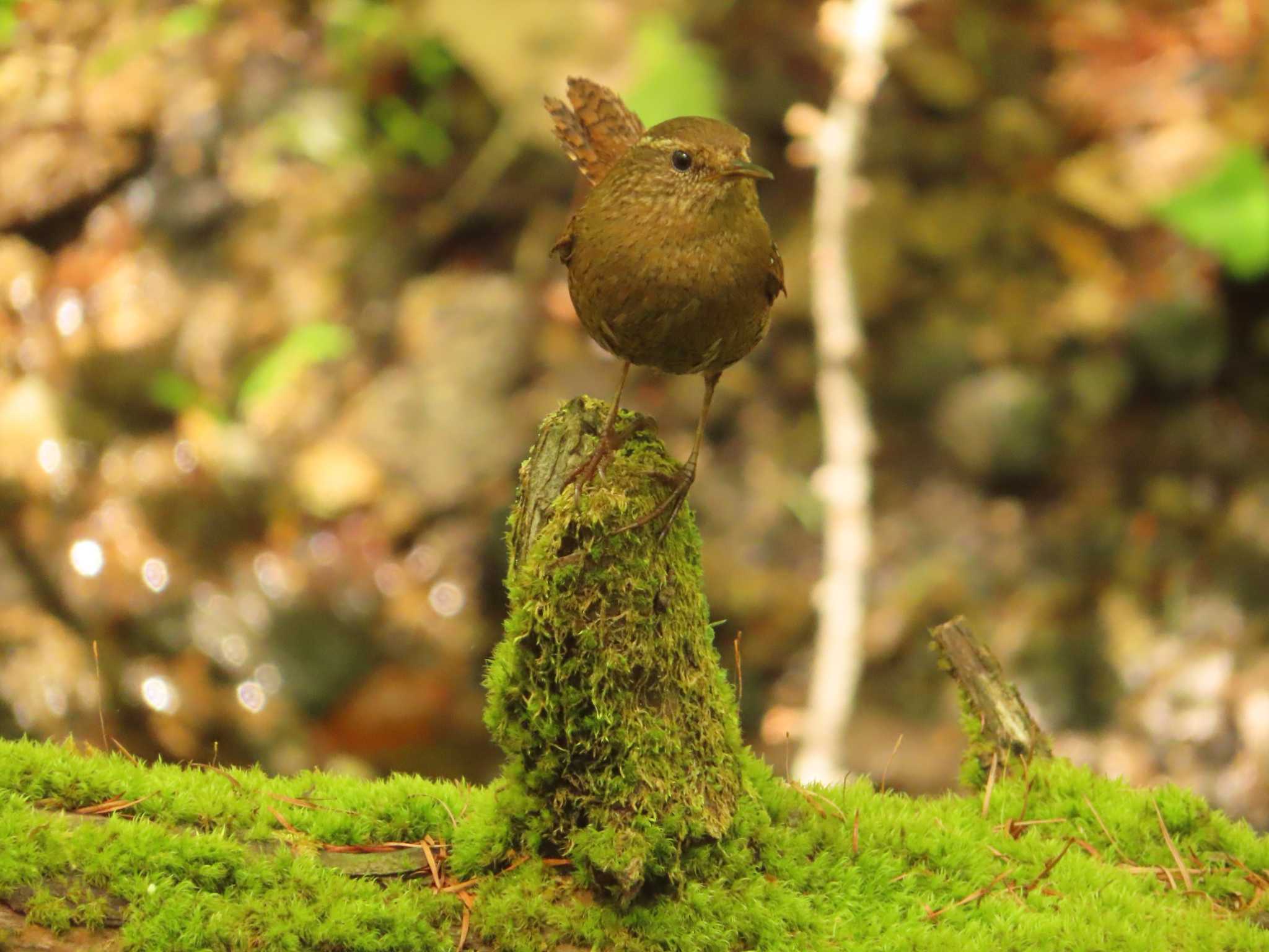 Eurasian Wren