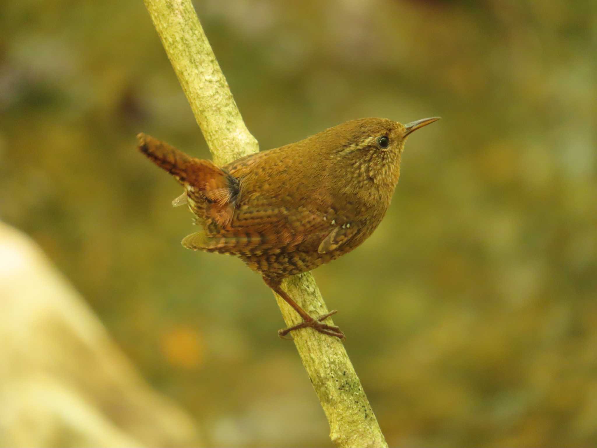 軽井沢野鳥の森 ミソサザイの写真 by ゆ