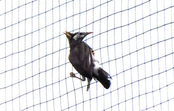 2023年5月21日(日) 平和の森公園、妙正寺川の野鳥観察記録