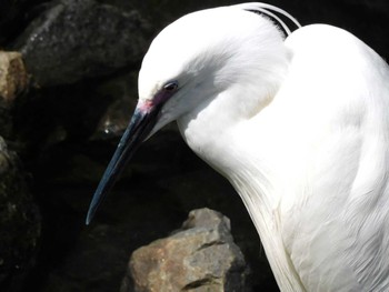 コサギ 平和の森公園、妙正寺川 2023年5月21日(日)