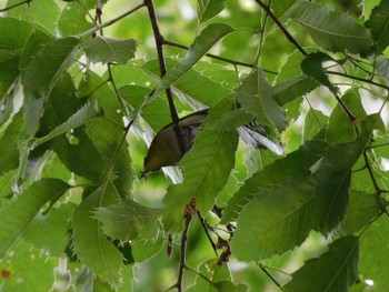 Warbling White-eye Higashitakane Forest park Sat, 5/20/2023