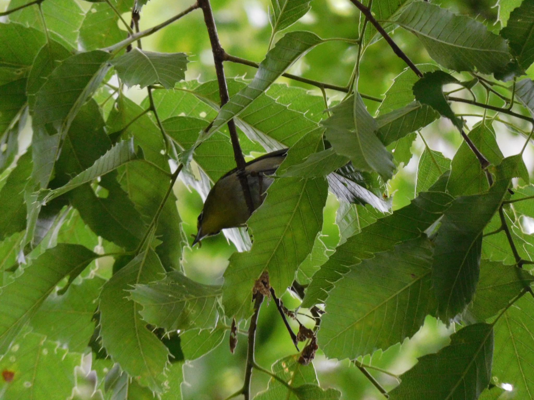 Photo of Warbling White-eye at Higashitakane Forest park by 杜鵑