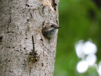 Japanese Pygmy Woodpecker Higashitakane Forest park Sat, 5/20/2023