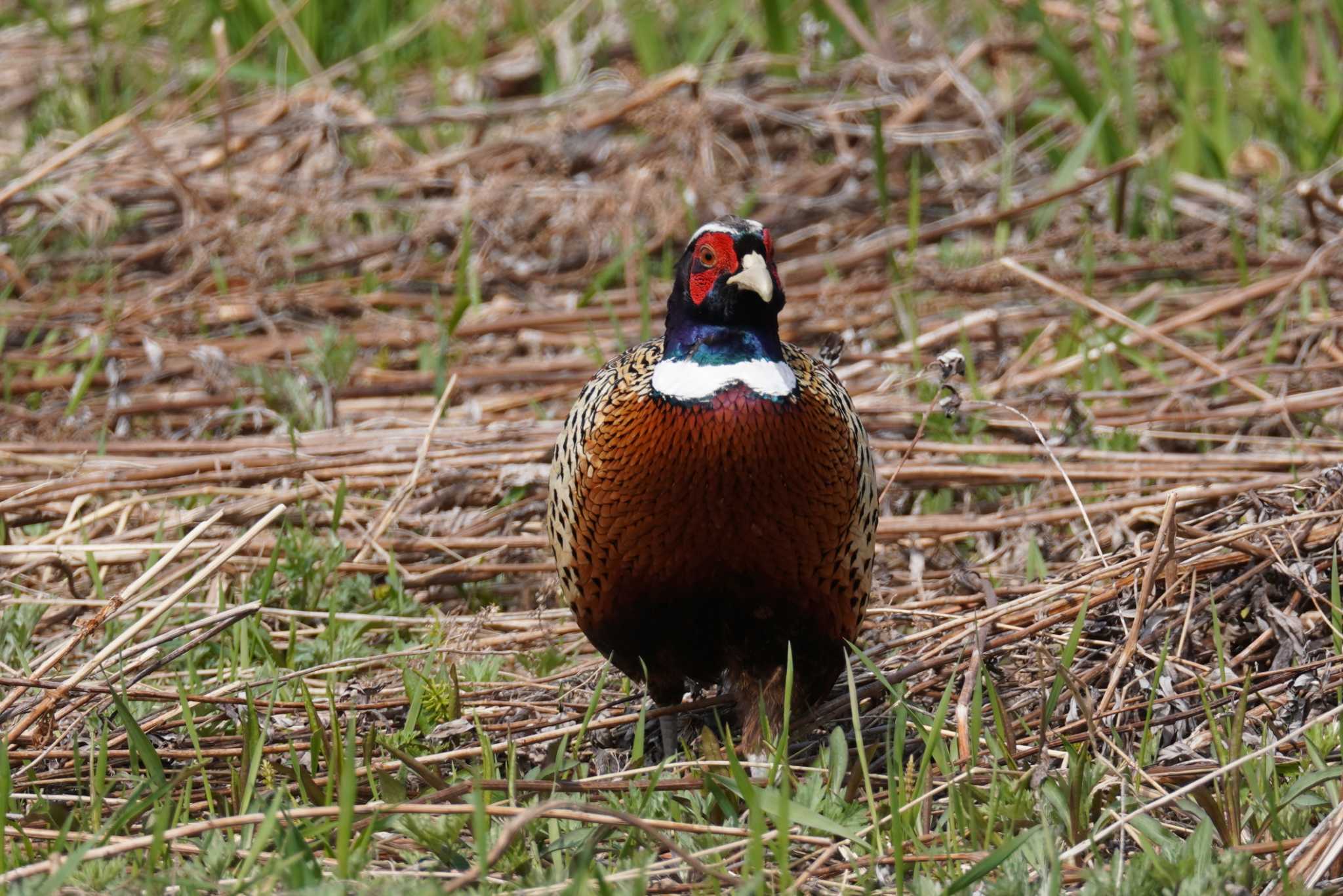 Photo of Common Pheasant at 茨戸川緑地 by くまちん