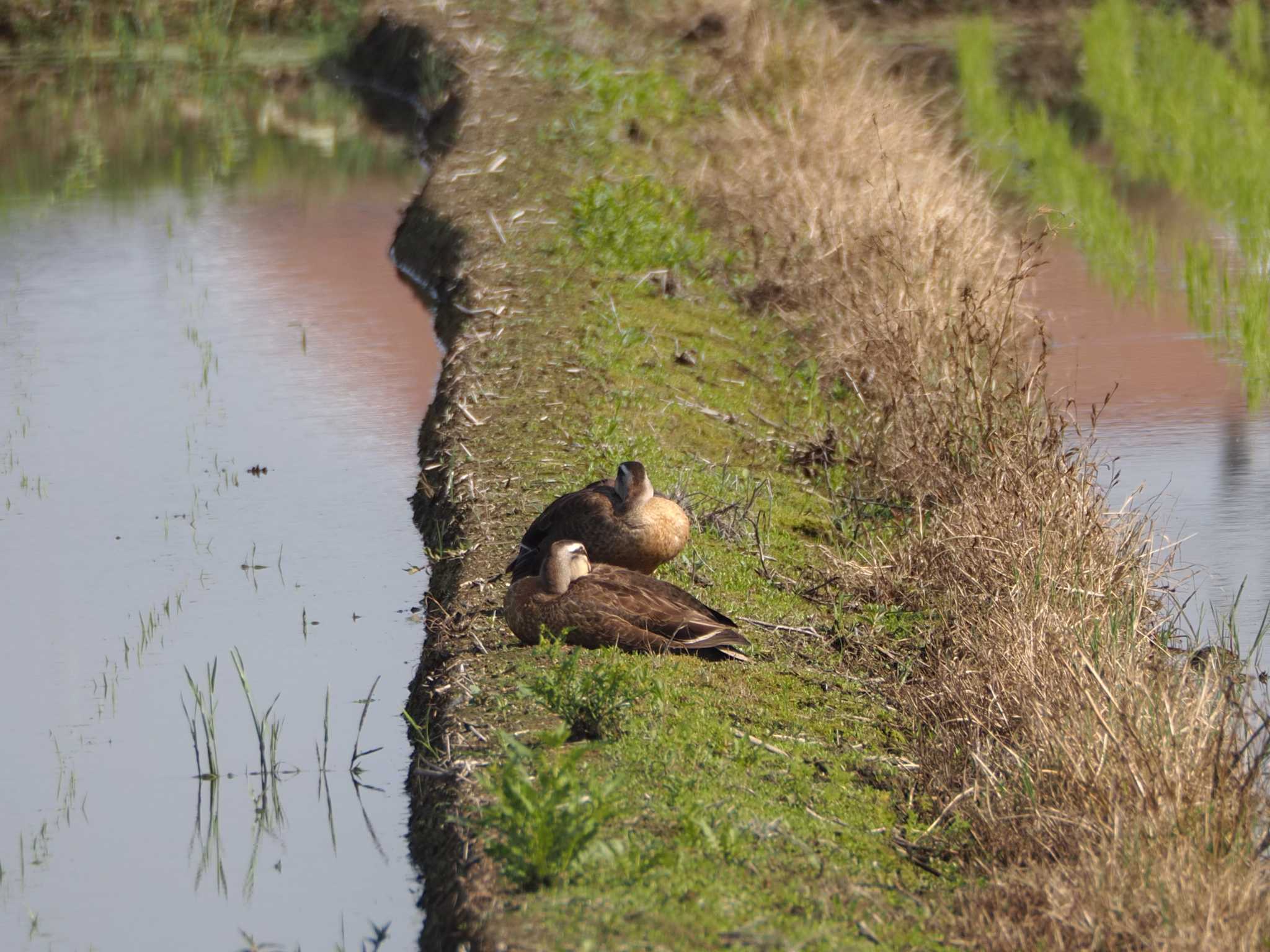 Photo of Eastern Spot-billed Duck at Nabeta Reclaimed land by MaNu猫